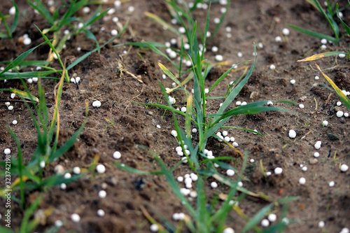 Fertilizing wheat, soil, with nitrogen, phosphorus, potassium fertilizer or fertiliser. Micronutrients and macronutrients photo