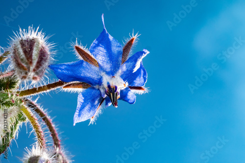 borage flower with blue sky background