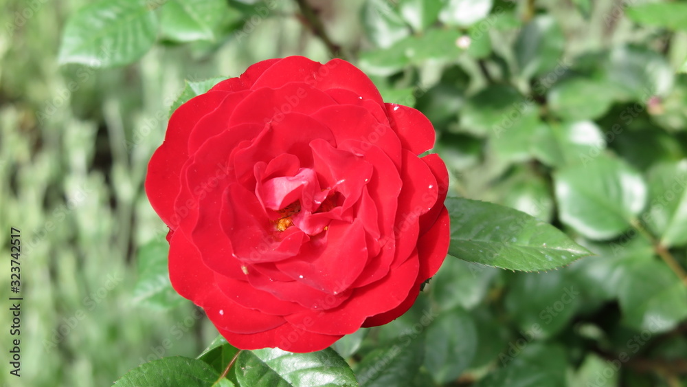 Rosa rossa Rosa rossa