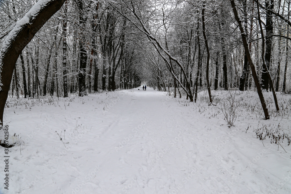 Park alley covered in thick snow with two distant silhouettes. Moscow. Park alley covered in thick snow with two distant silhouettes. Moscow.