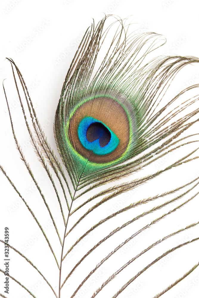 Fototapeta premium Pfauenfeder