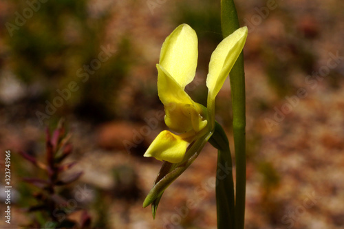 Yellow donkey orchid flower (Diuris spec.), Western Australia photo