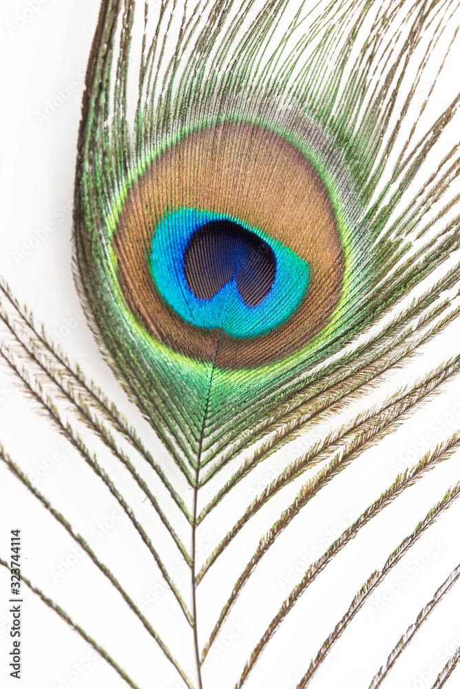 Obraz premium Pfauenfeder