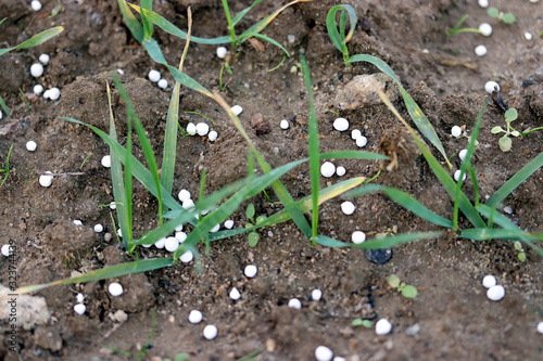Fertilizing wheat, soil, with nitrogen, phosphorus, potassium fertilizer or fertiliser. Micronutrients and macronutrients