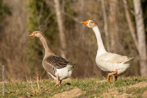 Domestic geese in the village, Anser anser domesticus or Anser cygnoides domesticus, domesticated greylag goose, swan geese kept by humans. Large goose at the open meadow lawn on the grass photo