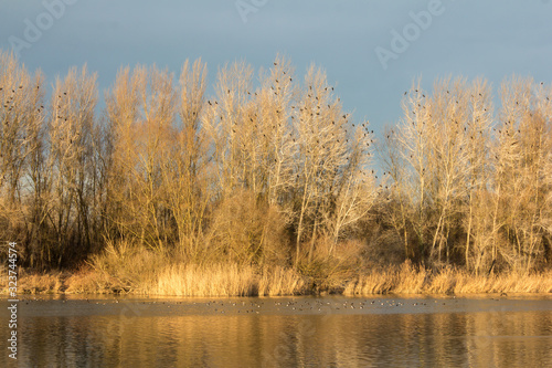 Great cormorant (Phalacrocorax carbo) or great black european cormorant roosting place, large cormorant flock roosting on the top of white trees with cormorants in flight over the river 