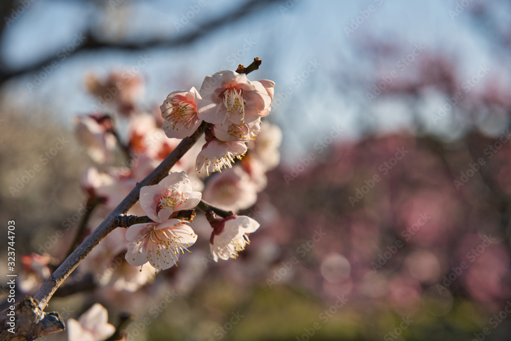 ume blossoms blooming in Japanese park ume blossoms blooming in Japanese park