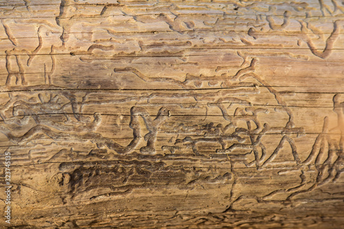 Bark beetle engravings, inner bark tunnels bored by bark beetles, galleries on a dead tree. Natural hieroglyphes on a wooden obelisk in the forest by the river, natural patterns photo