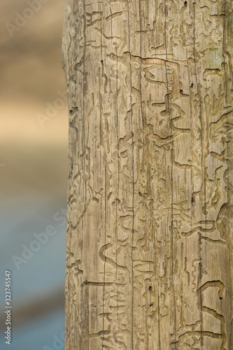 Bark beetle engravings, inner bark tunnels bored by bark beetles, galleries on a dead tree. Natural hieroglyphes on a wooden obelisk in the forest by the river, natural patterns photo