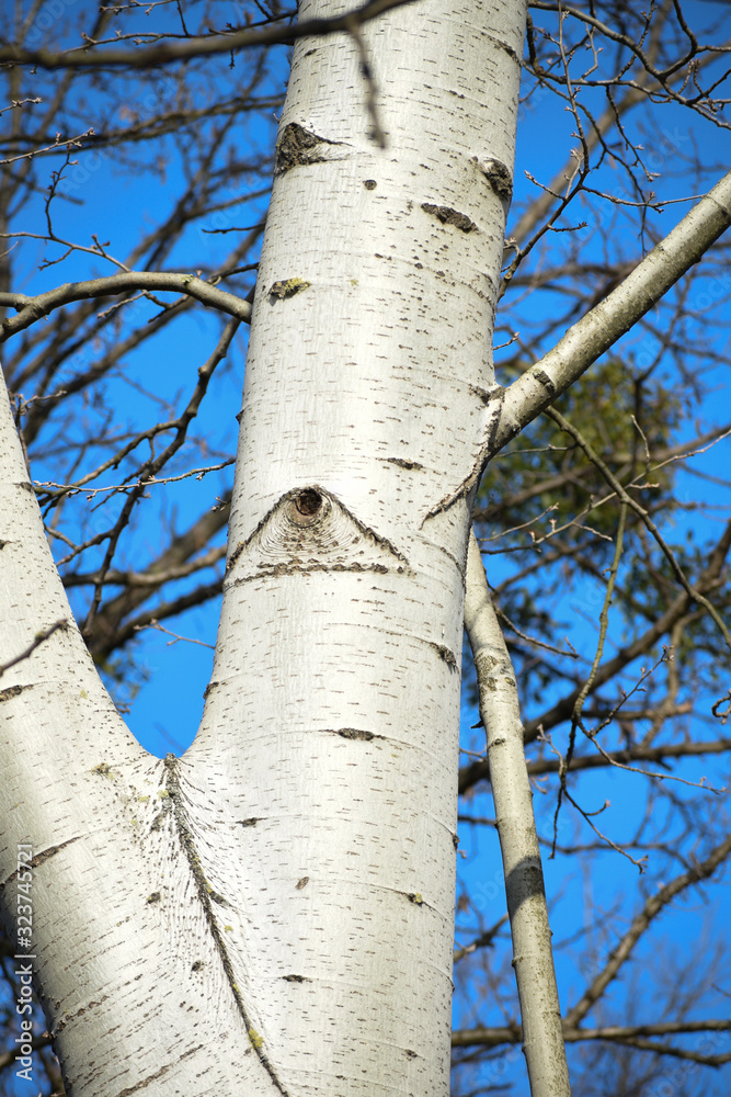 tree on a background of blue sky