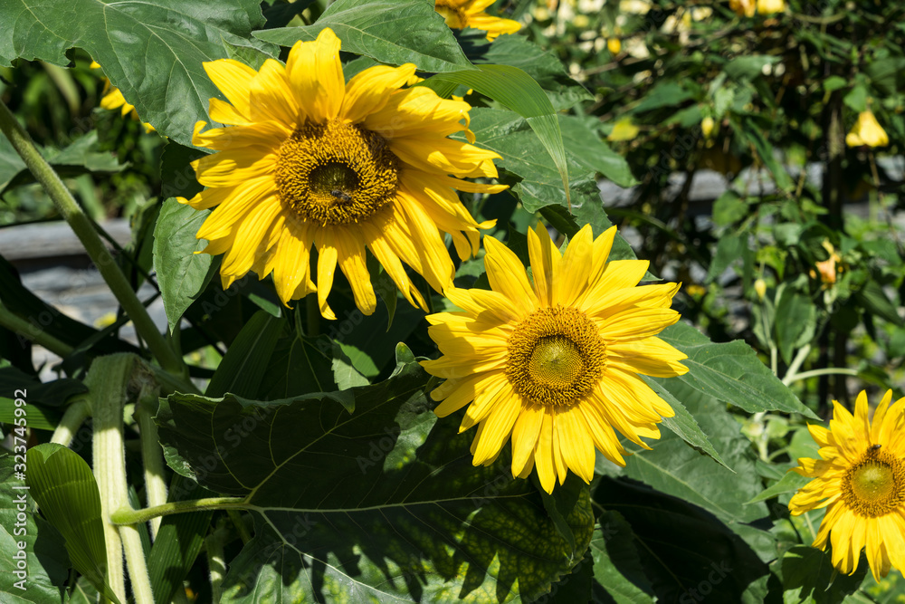 Obraz premium Sonnenblumen