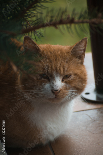 stray ginger cat