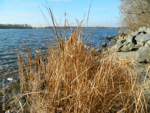 Fototapeta Naklejka Na Ścianę i Meble -  dry reeds in winter by the river