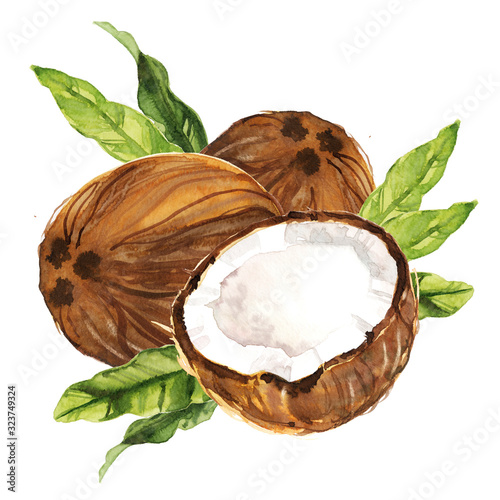 Watercolor hand drawn coconut with leaves botanical illustration isolated on white background