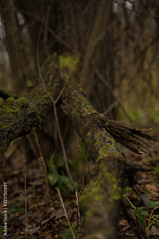 branches covered with moss on the grass