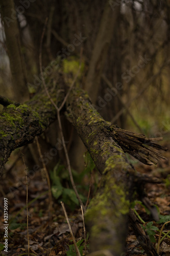 branches covered with moss on the grass