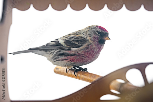 A beautiful curious redpoll on an isolated white background sits near a feeding trough. photo