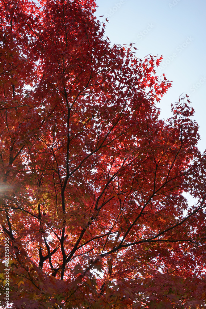 金福寺の紅葉