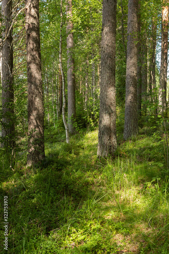 View of forest at summer day in Finland