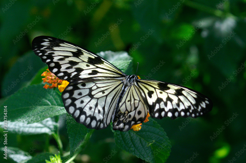 Schmetterling vor grünem Hintergrund Schmetterling vor grünem Hintergrund