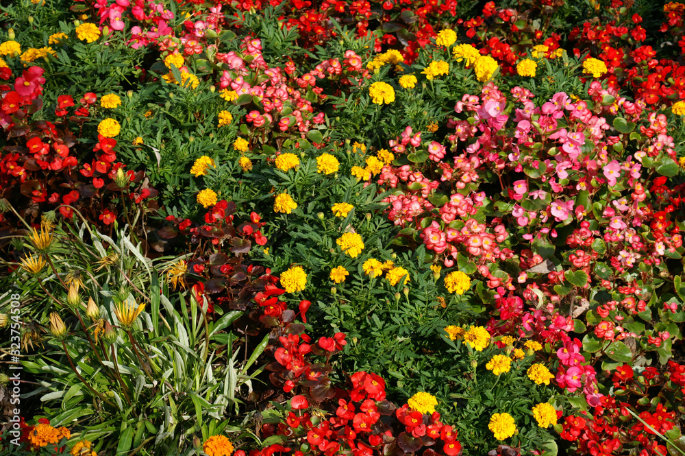 Rote und gebe Blüten im Blumenbeet 