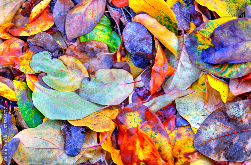 A background of colorful autumn leaf close up view A background of colorful autumn leaf close up view