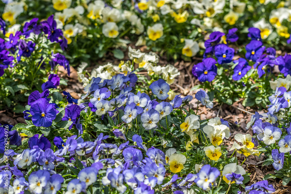 Pansy flowers purple and yellow Pansy flowers purple and yellow