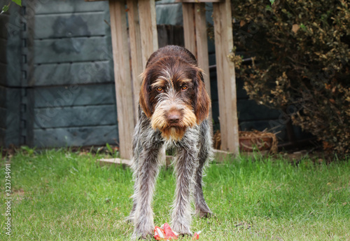 Wonderful face of Bohemian Pointer in whole her beauty. Brown fur with grey colour on legs. Angry face of dog. Bohemian wire in bad mood. Cesky fousek plays with glove photo