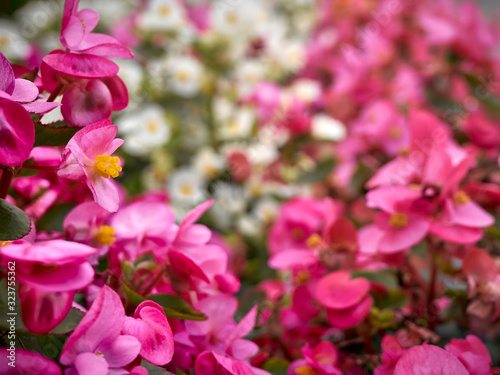 Background of pink begonia flowers.