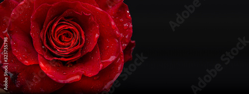 Red rose with water drops closeup view with black banner template