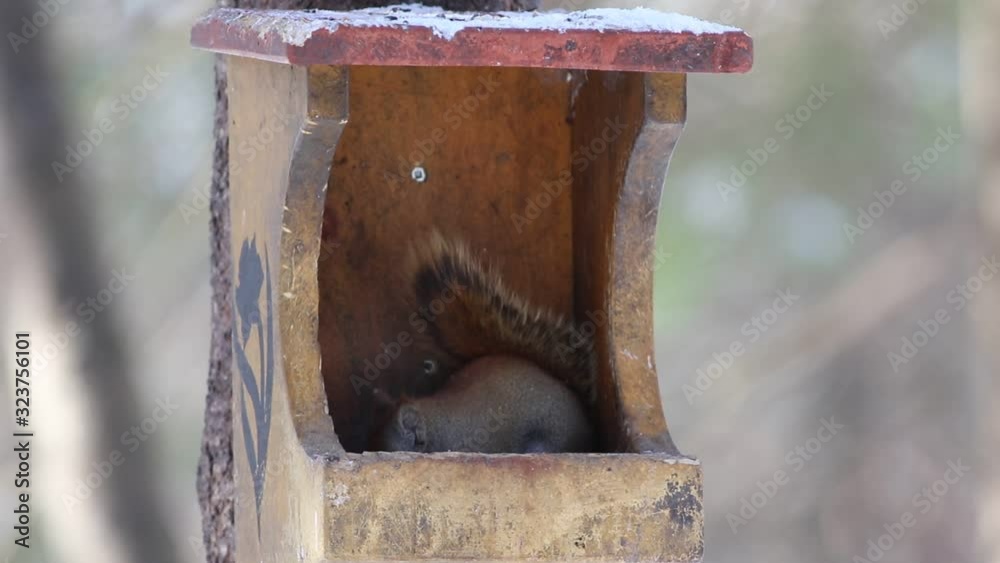 écureuil dans une mangeoire d'oiseau
