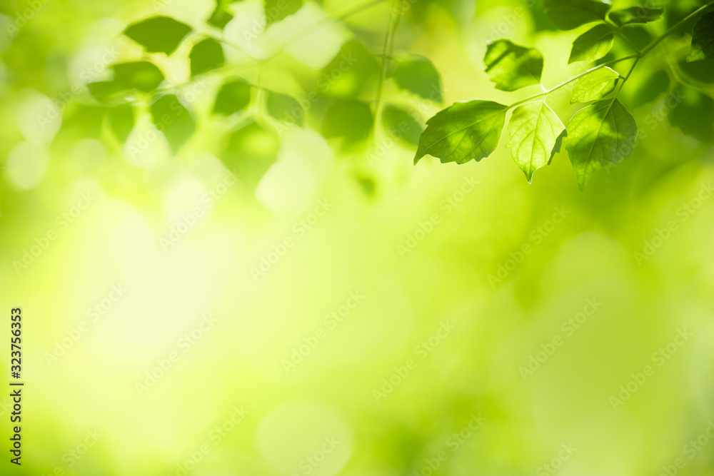 Close up of nature view green leaf on blurred greenery background under sunlight with bokeh and copy space using as background natural plants landscape, ecology wallpaper concept.