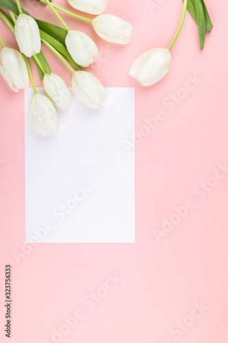 White tulip on pastel pink background. Traditional holiday gift. © lily_rocha