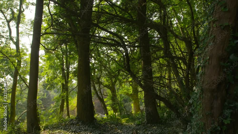 A daylight medium shot of various sizes and species of trees with intertwined branches, taken in the middle of a steep forest. A daylight medium shot of various sizes and species of trees with intertwined branches, taken in the middle of a steep forest.