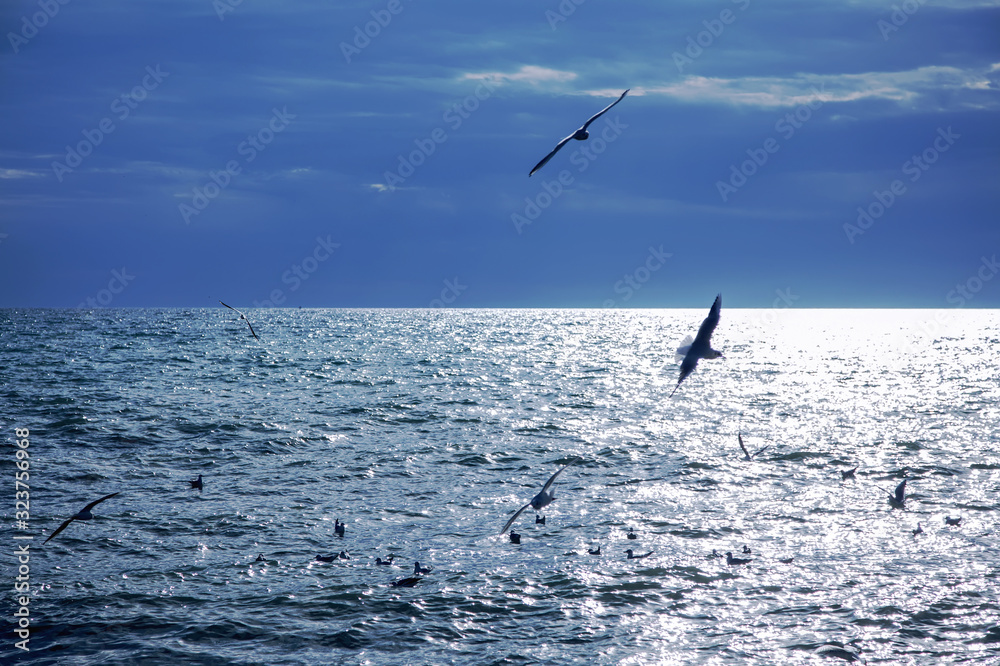 beautiful sea at sunset with soaring gulls over the water