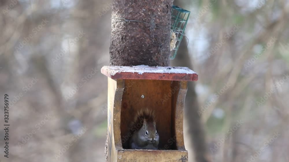 écureuil dans une mangeoire d'oiseau