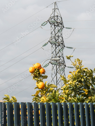 Lemon tree and electric tower behind fence
