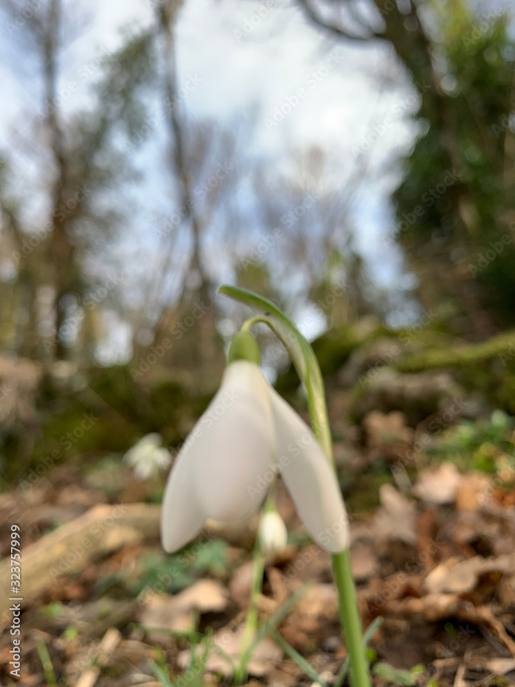First wild flowers in the forest, white snowdrops First wild flowers in the forest, white snowdrops