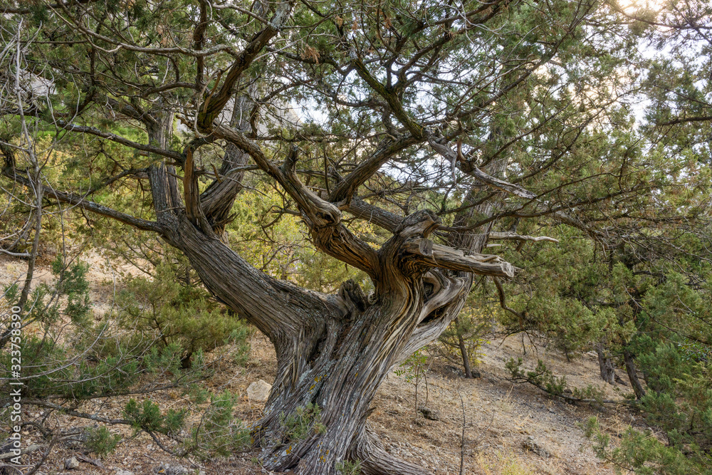 Juniper tree on Sokol mountain near Novy Svet, Crimea, Russia.
