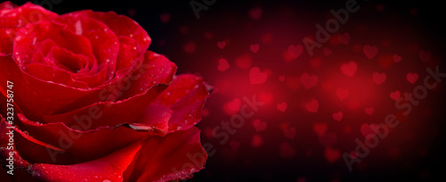 Valentine day banner - Red rose in romantic dark background with copyspace