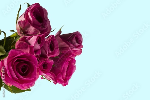 Gorgeous pink roses close up view isolated. Beautiful backgrounds. Valentine day backgrounds. Postcard.