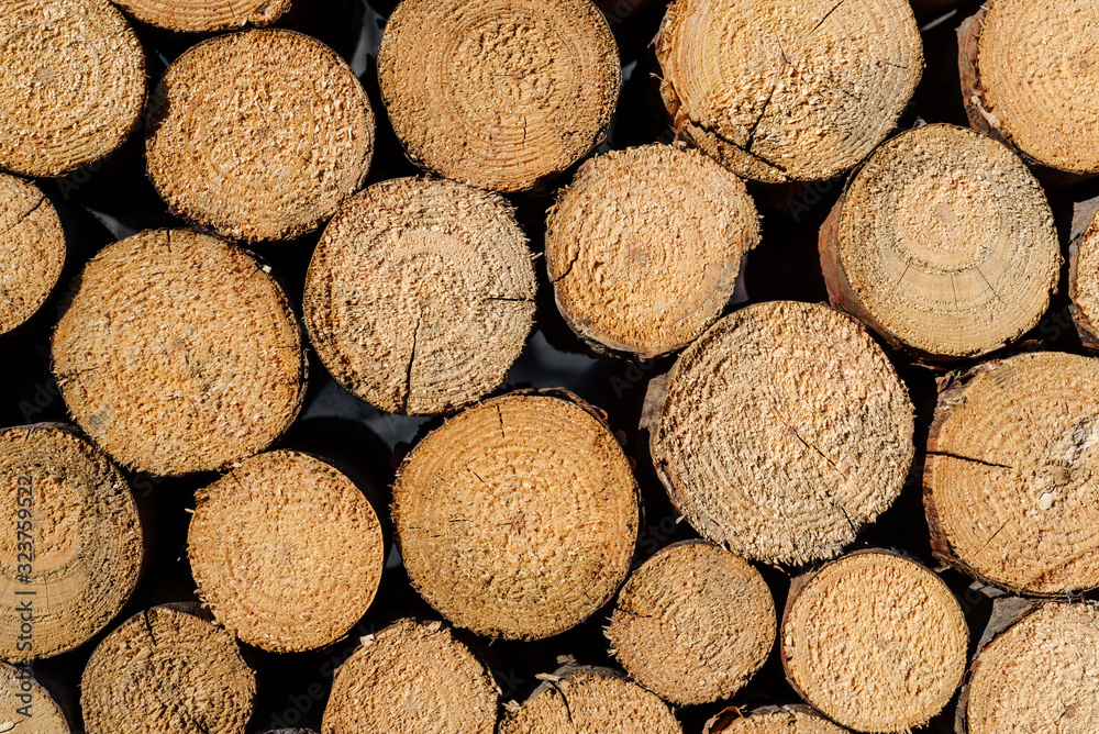Tree cuts close up. Texture of annual rings on yellow wooden stumps. Tree cuts close up. Texture of annual rings on yellow wooden stumps.