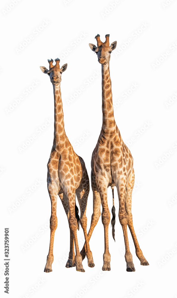 Couple Giraffes isolated on white with Clipping parth