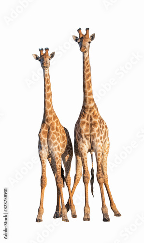 Couple Giraffes isolated on white with Clipping parth