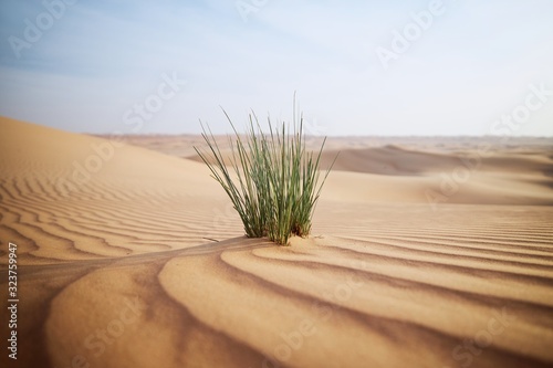 Grass in sand dune against desert landscape photo