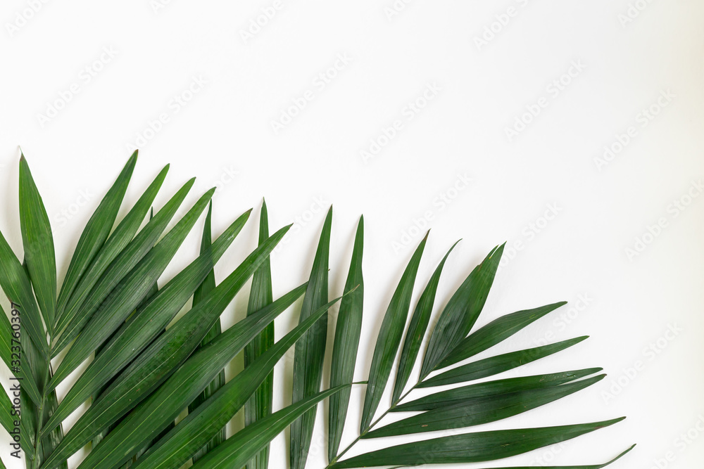 Palm branches on a white background. Suitable for board, postcards. Palm branches on a white background. Suitable for board, postcards.