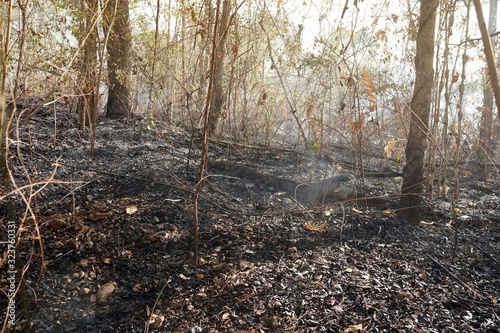 Forest Fire Aftermath, Forest firepower destroying. Environmental problems that occur during the dry season in Thailand.