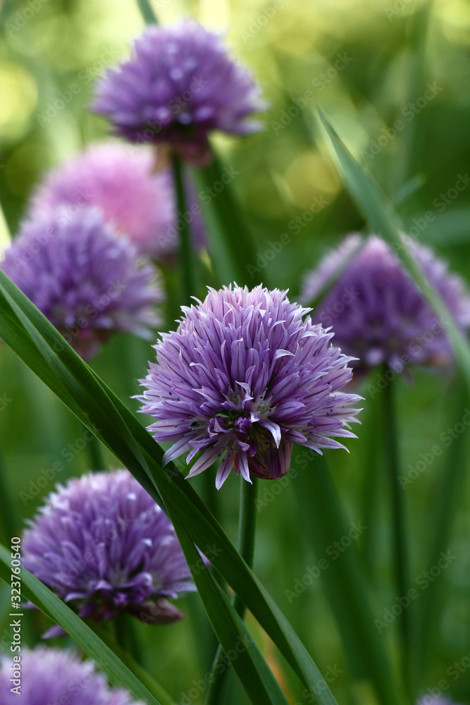On the ends of long runaways the onions have flowers with a considerable quantity of violet petals. On the ends of long runaways the onions have flowers with a considerable quantity of violet petals.