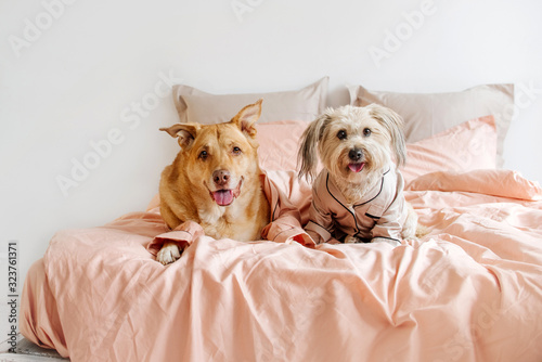 two mixed breed dogs in pyjamas resting on owner bed indoors photo