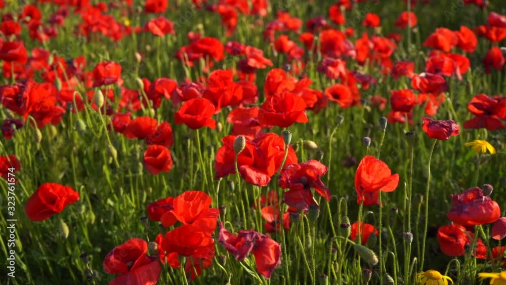 A field of blooming poppies sways in the wind in spring A field of blooming poppies sways in the wind in spring